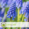 Plant in a Box - Bulb Garden Colourful - Bloembollen x250 - Vrolijke Bloembollenmix - Tulp - Anemoon - Allium - Muscari
