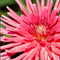 Plant in a Box - Bulb Garden Pink - Bollenmix - 125 stuks - Mix van verschillende bollen - Dahlia's, Gladiolen, Freesia, Oxalis - Plant uw zomertuin in het voorjaar!