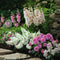 Plant in a Box - Bulb Garden Pink - Bollenmix - 125 stuks - Mix van verschillende bollen - Dahlia's, Gladiolen, Freesia, Oxalis - Plant uw zomertuin in het voorjaar!