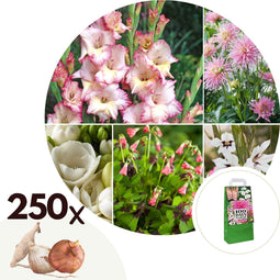Plant in a Box - Bulb Garden Pink - Bollenmix - 250 stuks - Mix van verschillende bollen - Dahlia's, Gladiolen, Freesia, Oxalis - Plant uw zomertuin in het voorjaar!