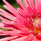Plant in a Box - Bulb Garden Pink - Bollenmix - 250 stuks - Mix van verschillende bollen - Dahlia's, Gladiolen, Freesia, Oxalis - Plant uw zomertuin in het voorjaar!