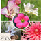 Plant in a Box - Bulb Garden Pink - Bollenmix - 250 stuks - Mix van verschillende bollen - Dahlia's, Gladiolen, Freesia, Oxalis - Plant uw zomertuin in het voorjaar!