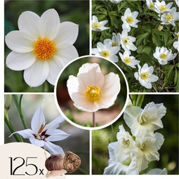 Plant in a Box - Bulb Garden White - Bollenmix - 125 stuks - Mix van verschillende bollen - Dahlia's, Gladiolen, Freesia, Oxalis - Plant uw zomertuin in het voorjaar!