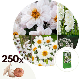 Plant in a Box - Bulb Garden White - Bollenmix - 250 stuks - Mix van verschillende bollen - Dahlia's, Gladiolen, Freesia, Oxalis - Plant uw zomertuin in het voorjaar!
