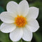 Plant in a Box - Bulb Garden White - Bollenmix - 250 stuks - Mix van verschillende bollen - Dahlia's, Gladiolen, Freesia, Oxalis - Plant uw zomertuin in het voorjaar!