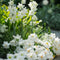 Plant in a Box - Bulb Garden White - Bollenmix - 250 stuks - Mix van verschillende bollen - Dahlia's, Gladiolen, Freesia, Oxalis - Plant uw zomertuin in het voorjaar!
