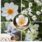 Plant in a Box - Bulb Garden White - Bollenmix - 250 stuks - Mix van verschillende bollen - Dahlia's, Gladiolen, Freesia, Oxalis - Plant uw zomertuin in het voorjaar!
