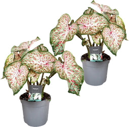 Plant in a Box - Caladium Gingerland 'Angel Wings' - Set van 2 - Tropische kamerplant - Pot 12cm - Hoogte 25-40cm