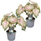 Plant in a Box - Caladium Gingerland 'Angel Wings' - Set van 2 - Tropische kamerplant - Pot 12cm - Hoogte 25-40cm