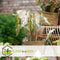 Plant in a Box - Caladium Gingerland 'Angel Wings' - Set van 2 - Tropische kamerplant - Pot 12cm - Hoogte 25-40cm