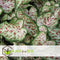 Plant in a Box - Caladium Gingerland 'Angel Wings' - Set van 2 - Tropische kamerplant - Pot 12cm - Hoogte 25-40cm