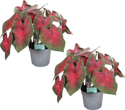 Plant in a Box - Caladium Postman Joyner - Set van 2 - Tropische Kamerplant - Pot 12cm - Hoogte 25-40cm