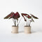 Plant in a Box - Caladium Postman Joyner - Set van 2 - Tropische Kamerplant - Pot 12cm - Hoogte 25-40cm