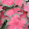 Plant in a Box - Caladium Postman Joyner - Set van 2 - Tropische Kamerplant - Pot 12cm - Hoogte 25-40cm