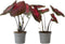 Plant in a Box - Caladium Postman Joyner - Set van 2 - Tropische Kamerplant - Pot 12cm - Hoogte 25-40cm