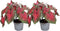 Plant in a Box - Caladium Postman Joyner - Set van 2 - Tropische Kamerplant - Pot 12cm - Hoogte 25-40cm
