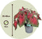 Plant in a Box - Caladium Postman Joyner - Set van 2 - Tropische Kamerplant - Pot 12cm - Hoogte 25-40cm