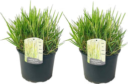 Plant in a Box - Calamagrostis acutiflora - Calamagratis Overdam - Set van 2 - Pot 23cm - Hoogte 20-30cm