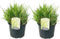 Plant in a Box - Calamagrostis acutiflora - Calamagratis Overdam - Set van 2 - Pot 23cm - Hoogte 20-30cm