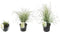 Plant in a Box - Calamagrostis acutiflora - Calamagratis Overdam - Set van 2 - Pot 23cm - Hoogte 20-30cm