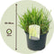 Plant in a Box - Calamagrostis acutiflora - Calamagratis Overdam - Set van 2 - Pot 23cm - Hoogte 20-30cm