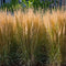 Plant in a Box - Calamagrostis Karl Foerster - Gras - Siergras - Potmaat 23 cm - Hoogte 40-60 cm
