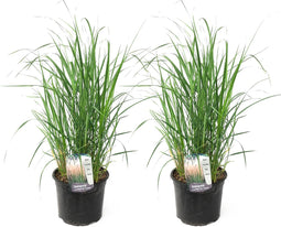 Plant in a Box - Calamagrostis Karl Foerster - Set van 2 - Gras - Siergras - Potmaat 23 cm - Hoogte 40-60 cm