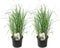Plant in a Box - Calamagrostis Karl Foerster - Set van 2 - Gras - Siergras - Potmaat 23 cm - Hoogte 40-60 cm