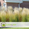Plant in a Box - Calamagrostis Karl Foerster - Set van 2 - Gras - Siergras - Potmaat 23 cm - Hoogte 40-60 cm