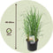Plant in a Box - Calamagrostis Karl Foerster - Set van 2 - Gras - Siergras - Potmaat 23 cm - Hoogte 40-60 cm