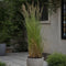 Plant in a Box - Calamagrostis Overdam - Siergras - Winterhard - Pot 23cm - Hoogte 20-30cm