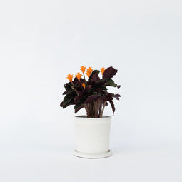 Plant in a Box - Calathea Crocata - Luchtzuiverend - Kamerplant - Pot 14cm - Hoogte 40-50cm