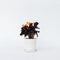 Plant in a Box - Calathea Crocata - Luchtzuiverend - Kamerplant - Pot 14cm - Hoogte 40-50cm