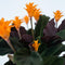 Plant in a Box - Calathea Crocata - Luchtzuiverend - Kamerplant - Pot 14cm - Hoogte 40-50cm