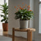 Plant in a Box - Calathea Crocata - Luchtzuiverend - Kamerplant - Pot 14cm - Hoogte 40-50cm