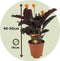 Plant in a Box - Calathea Crocata - Luchtzuiverend - Kamerplant - Pot 14cm - Hoogte 40-50cm