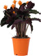 Plant in a Box - Calathea Crocata - Luchtzuiverend - Kamerplant - Pot 14cm - Hoogte 40-50cm