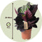 Plant in a Box - Calathea 'Dottie' - Pot 17cm - Hoogte 30-40cm - Luchtzuiverende kamerplant - Mooie bladeren