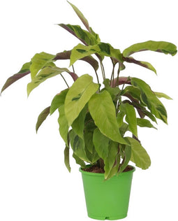 Plant in a Box - Calathea Fusion Yellow - Luchtzuiverend - Kamerplant - Pot 14cm - Hoogte 30-40cm