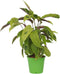 Plant in a Box - Calathea Fusion Yellow - Luchtzuiverend - Kamerplant - Pot 14cm - Hoogte 30-40cm