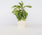 Plant in a Box - Calathea Fusion Yellow - Luchtzuiverend - Kamerplant - Pot 14cm - Hoogte 30-40cm
