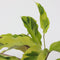 Plant in a Box - Calathea Fusion Yellow - Luchtzuiverend - Kamerplant - Pot 14cm - Hoogte 30-40cm