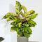 Plant in a Box - Calathea Fusion Yellow - Luchtzuiverend - Kamerplant - Pot 14cm - Hoogte 30-40cm