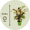 Plant in a Box - Calathea Fusion Yellow - Luchtzuiverend - Kamerplant - Pot 14cm - Hoogte 30-40cm