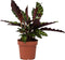 Plant in a Box - Calathea Insignis - Marantaceae - Kamerplant - Pot 12cm - Hoogte 30-40cm