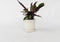 Plant in a Box - Calathea Insignis - Marantaceae - Kamerplant - Pot 12cm - Hoogte 30-40cm