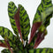 Plant in a Box - Calathea Insignis - Marantaceae - Kamerplant - Pot 12cm - Hoogte 30-40cm