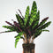 Plant in a Box - Calathea Insignis - Marantaceae - Kamerplant - Pot 12cm - Hoogte 30-40cm