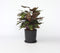 Plant in a Box - Calathea Makoyana - Bidplant - Tropische Kamerplant - Pot 21cm - Hoogte 60-70cm
