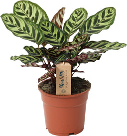 Plant in a Box - Calathea Makoyana - Bidplant - Tropische Kamerplant - Pot 17cm - Hoogte 40-50cm